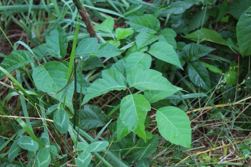 Poison Ivy Removal detail