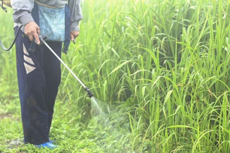 Lawn Weed Control in Honolulu, HI