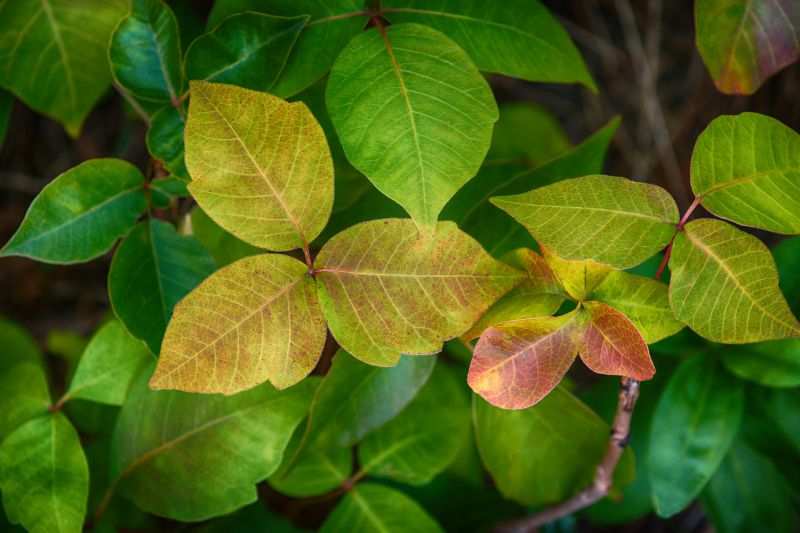 Poison Ivy Removal in Pottstown, PA