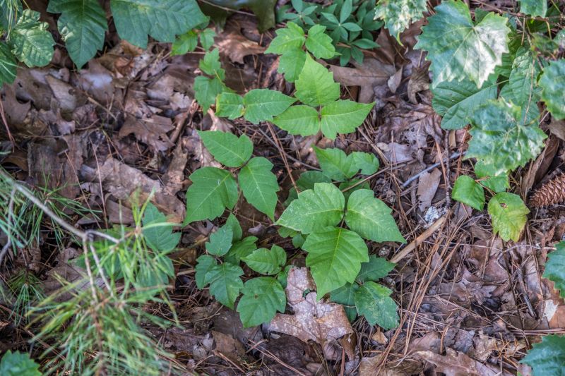 Poison Ivy Removal in Philadelphia, PA