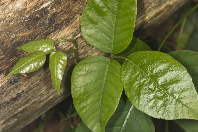 Poison Oak Removal in Bucks County, PA