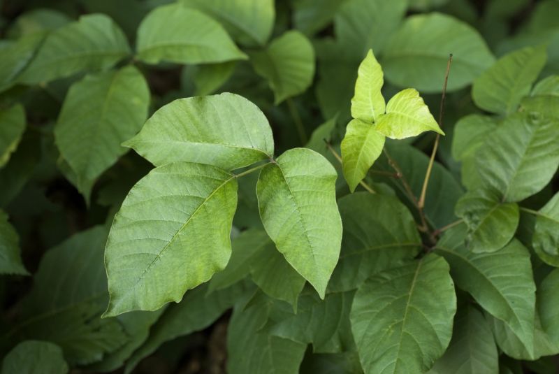 Poison Oak Removal in Wilmington, DE